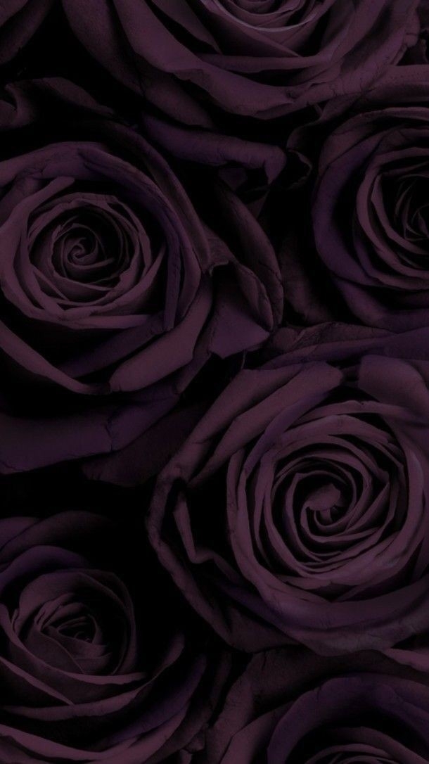 Roses Sadness
