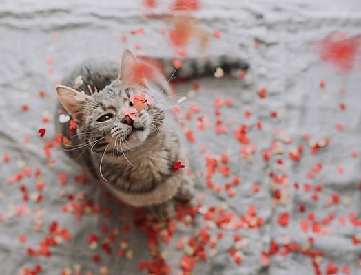 ^❤^