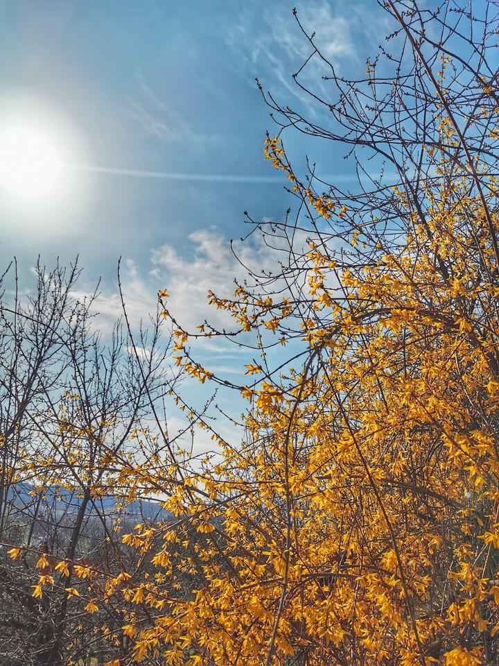 spring