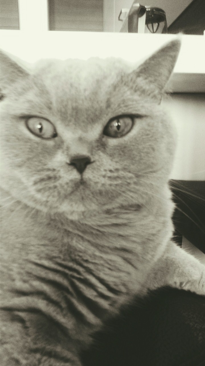 моя котя