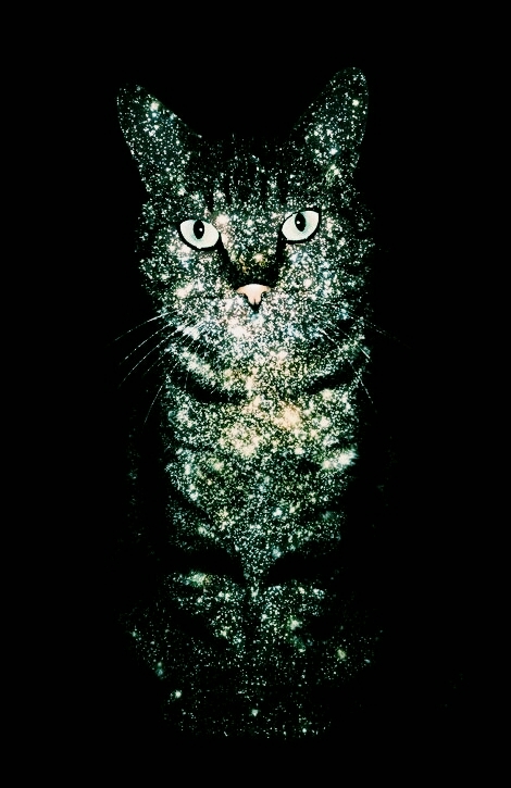 cat stars