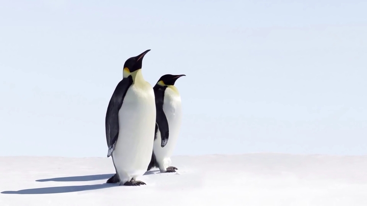 penguins