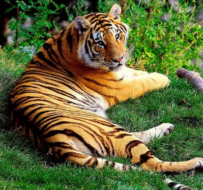 TIGRE