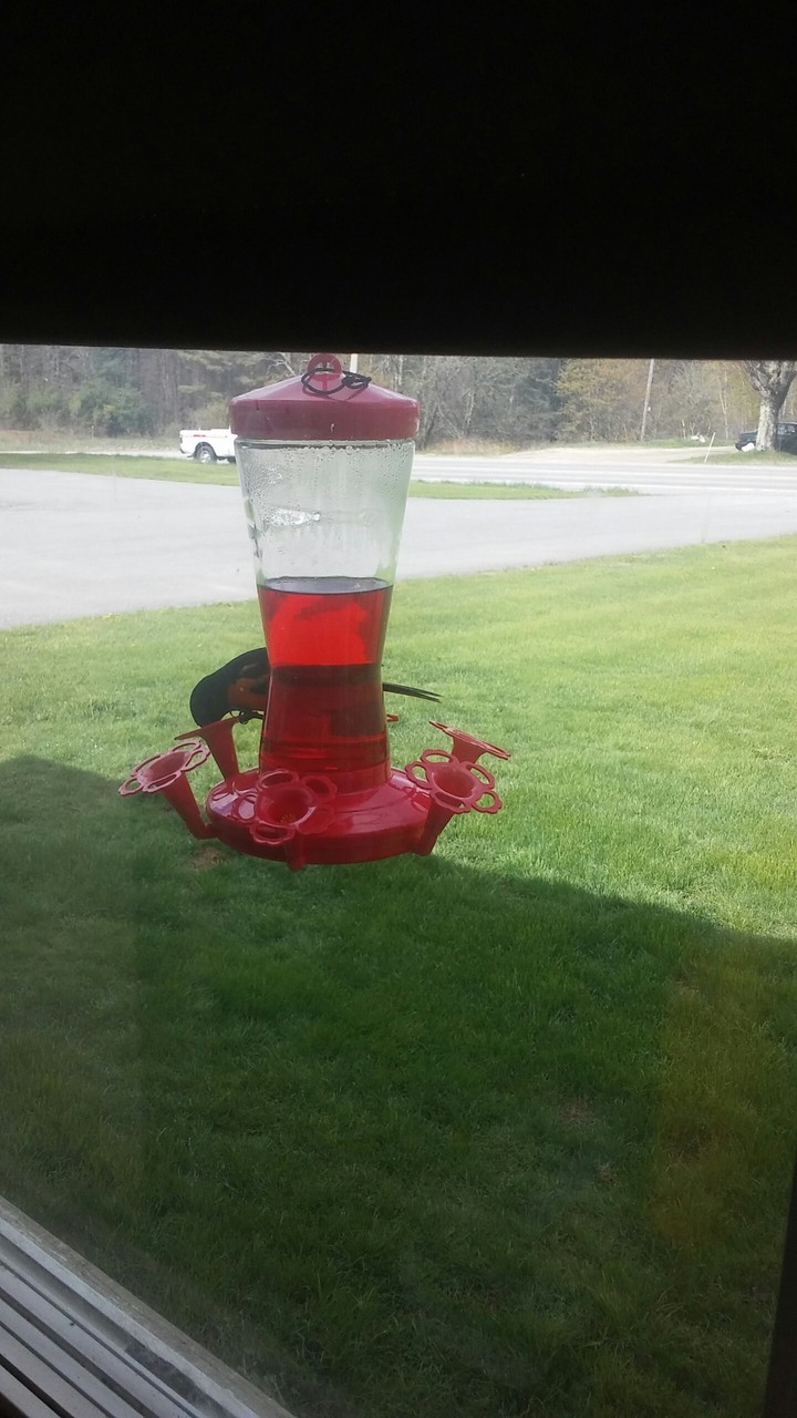 Humming Birds in Maine