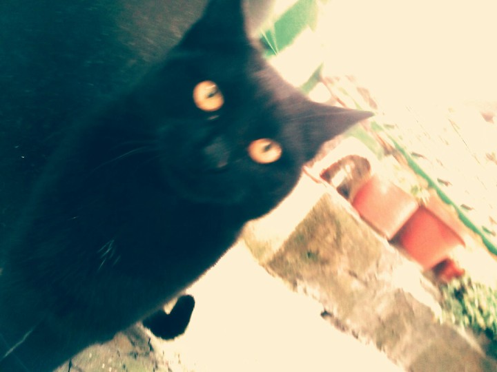 cloe