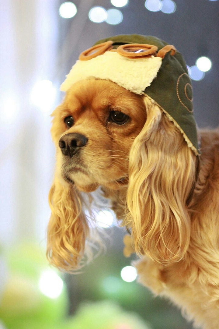 american cocker spaniel