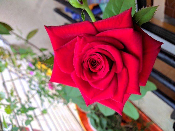 Red Rose