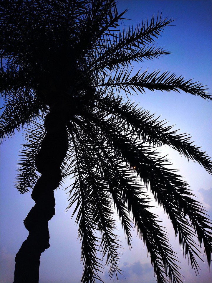 palm tree
