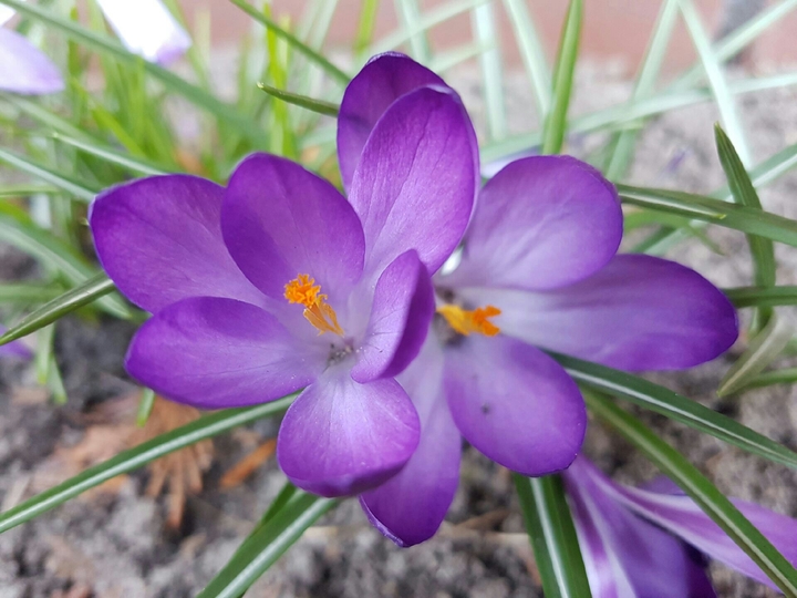 Crocuses