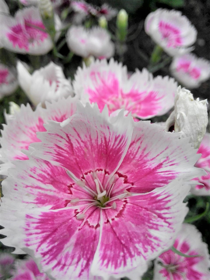 pink carnations