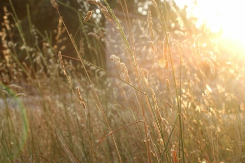 Warm colors