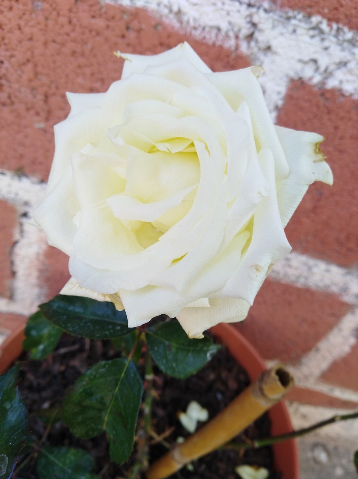 rosa blanca