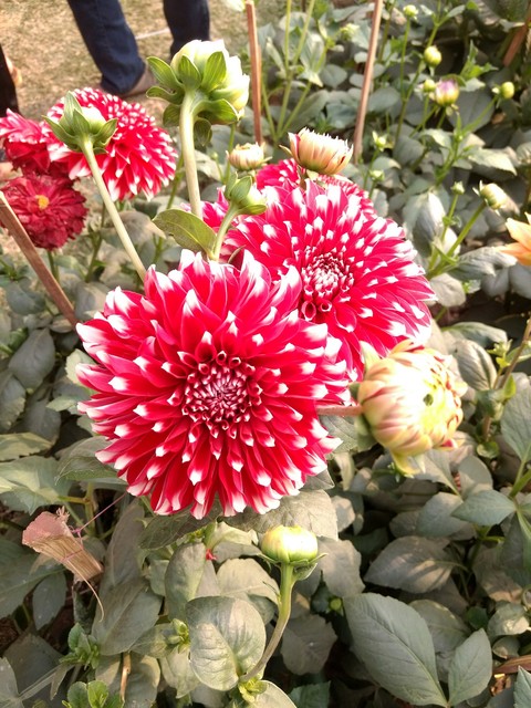 that's how they bloom