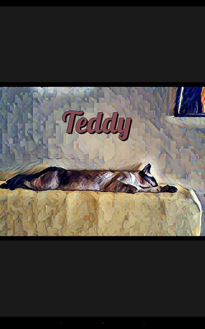 Teddy