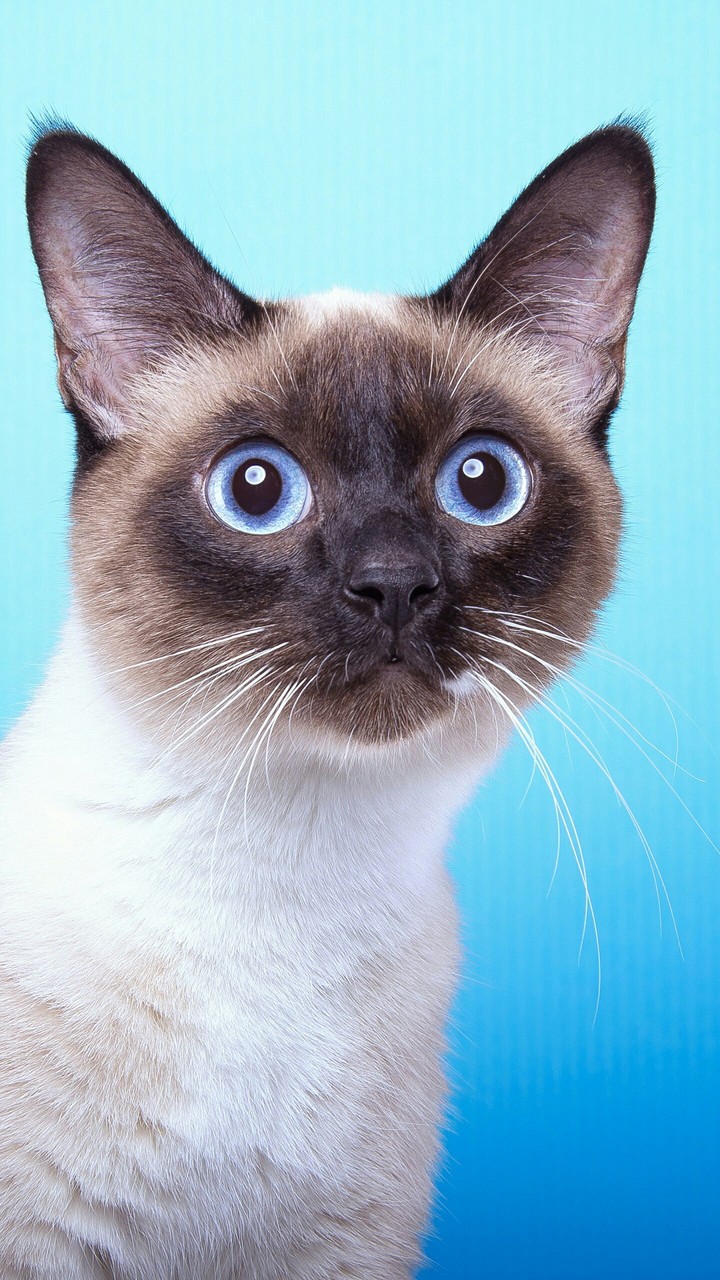 beauty kitty