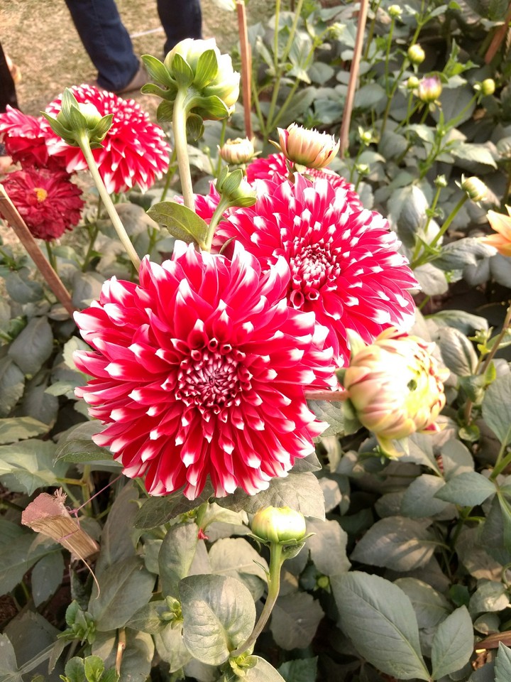 that's how they bloom