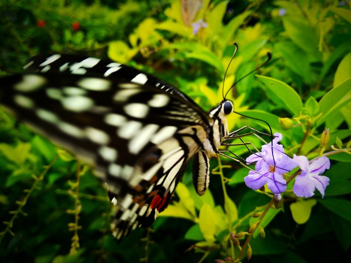 nature
