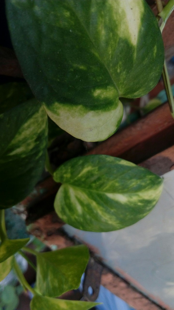 money plant