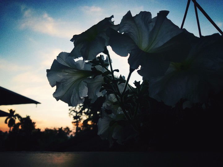 Summer Haze 2