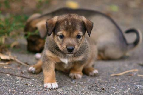 Puppy