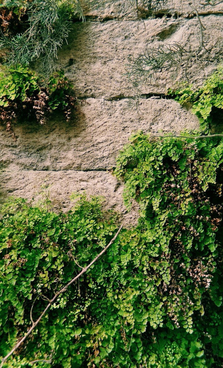 wall
