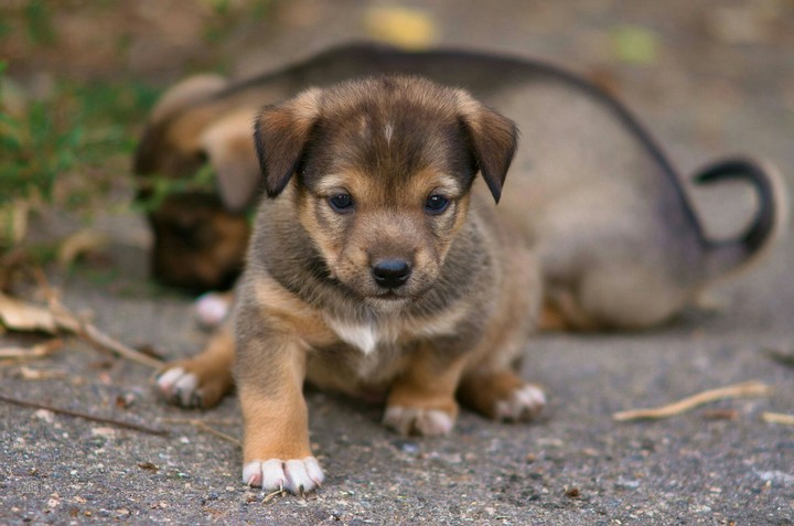 Puppy