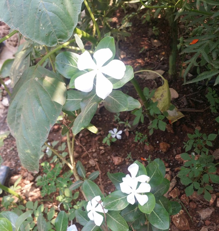 Catharanthus roseus(White)