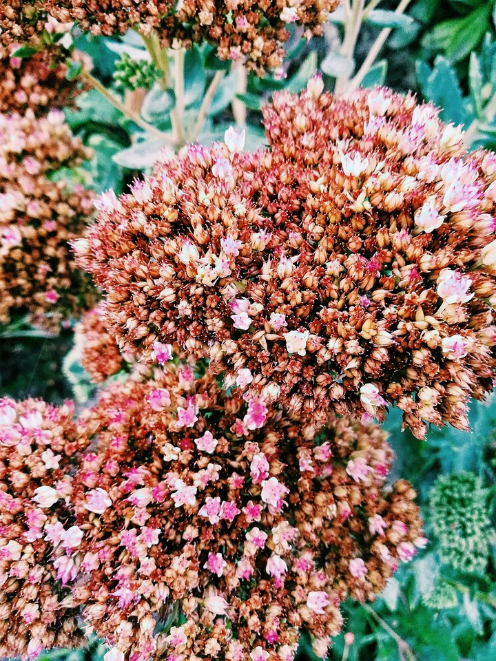 Sedum Telephium