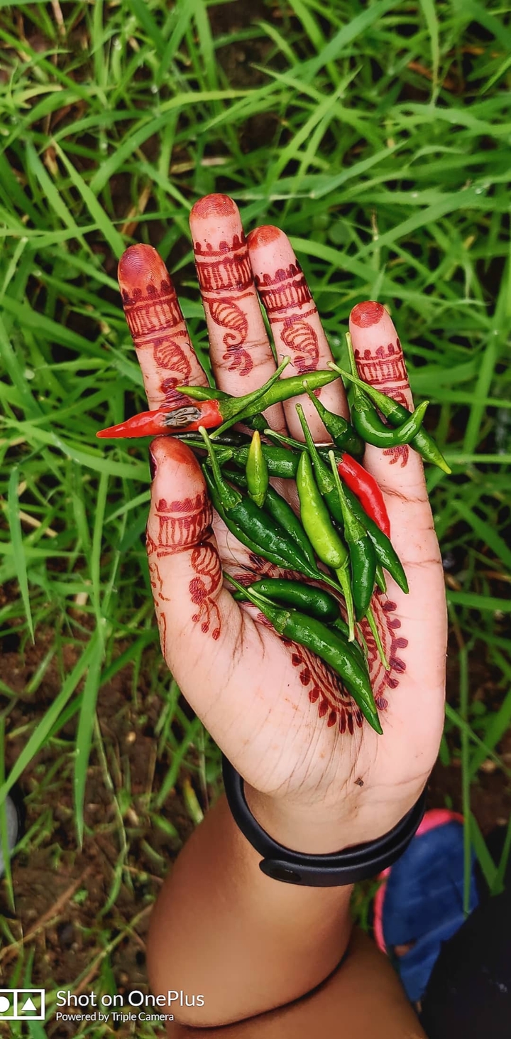 Green chillies
