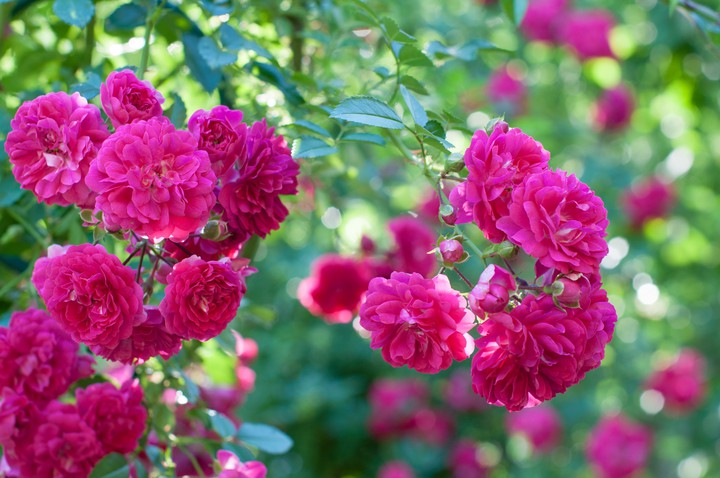rose