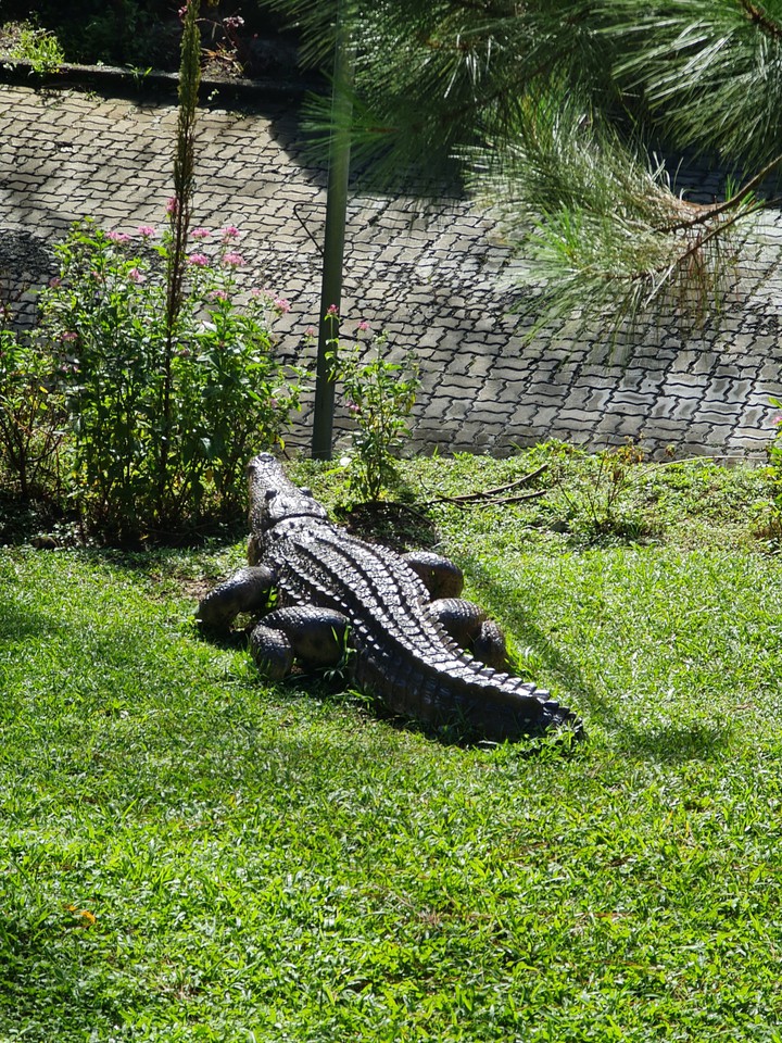 crocos