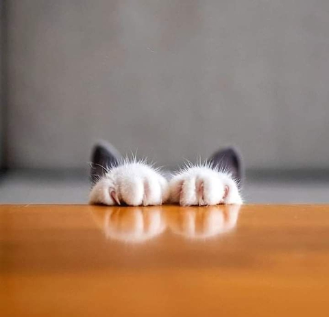 grey, paws háttérképek