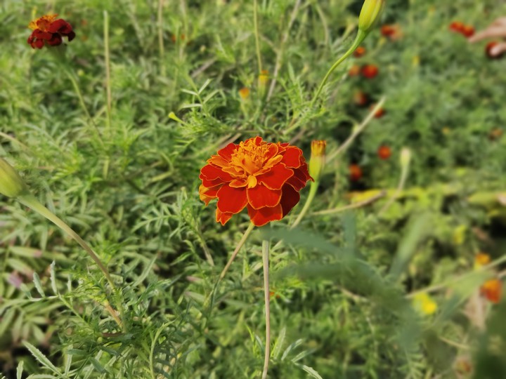 #nature clicks.....#flowers..