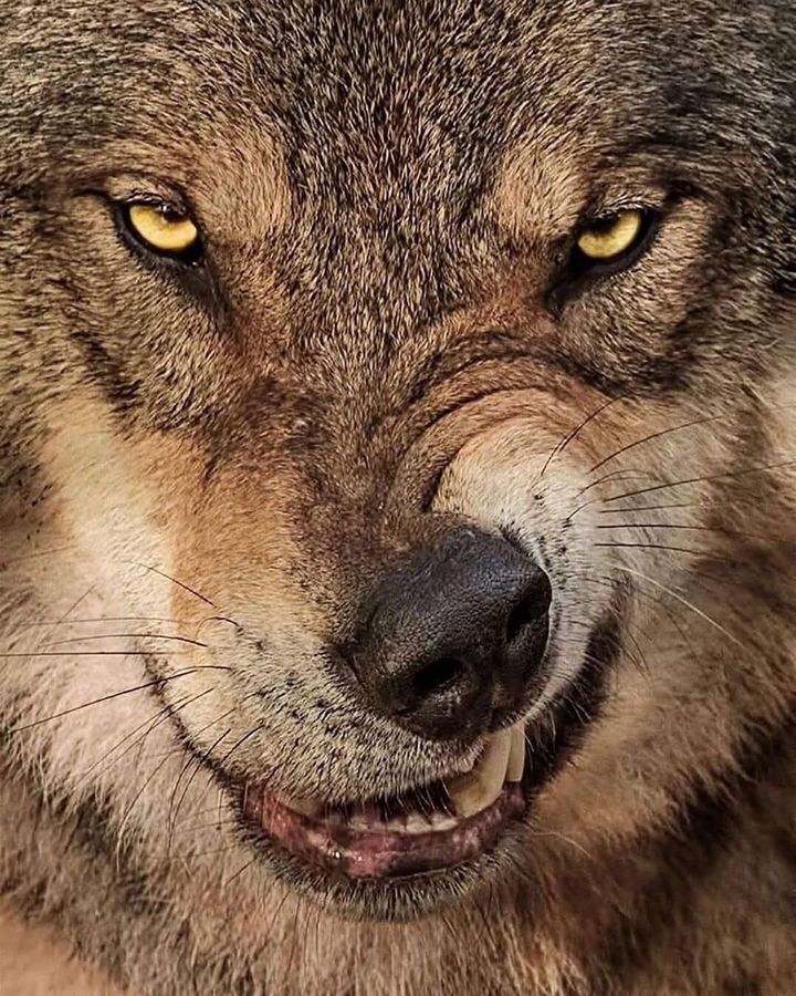 Animal