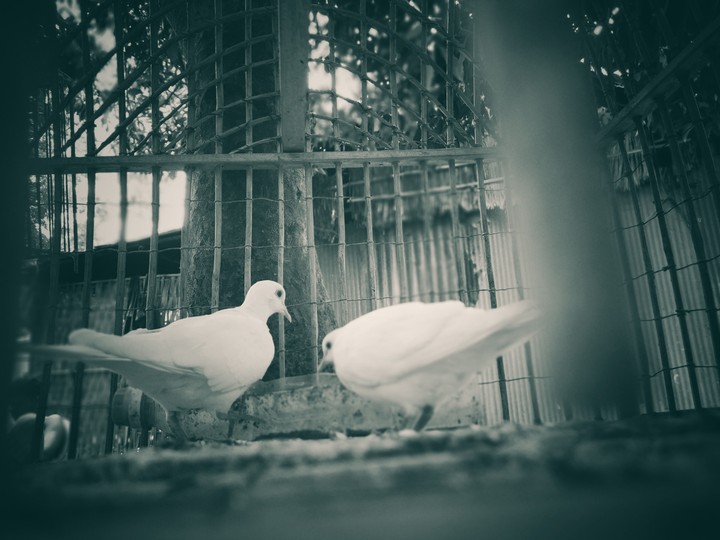 pair