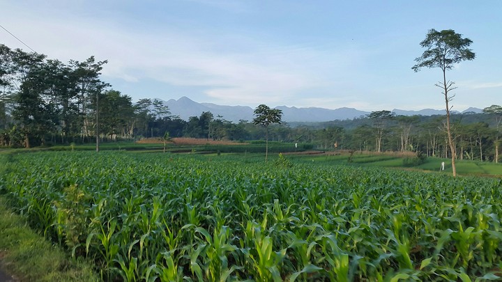 Indonesia
