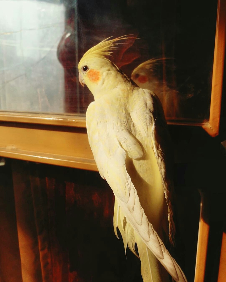 Hoshi