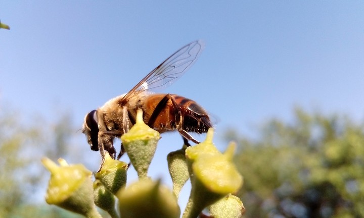 hoverfly