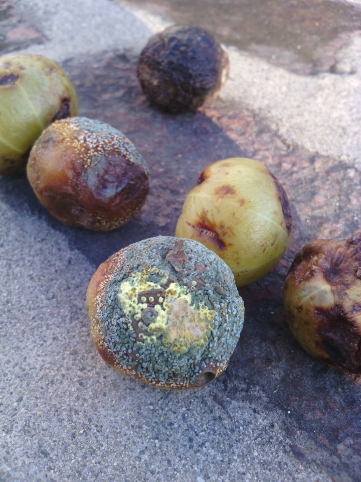 Gooseberries