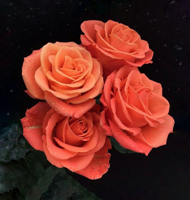 Orange Roses