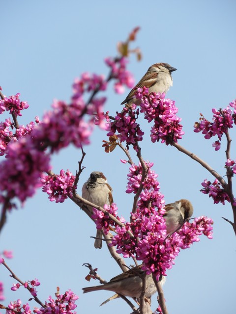 bird, plant壁纸