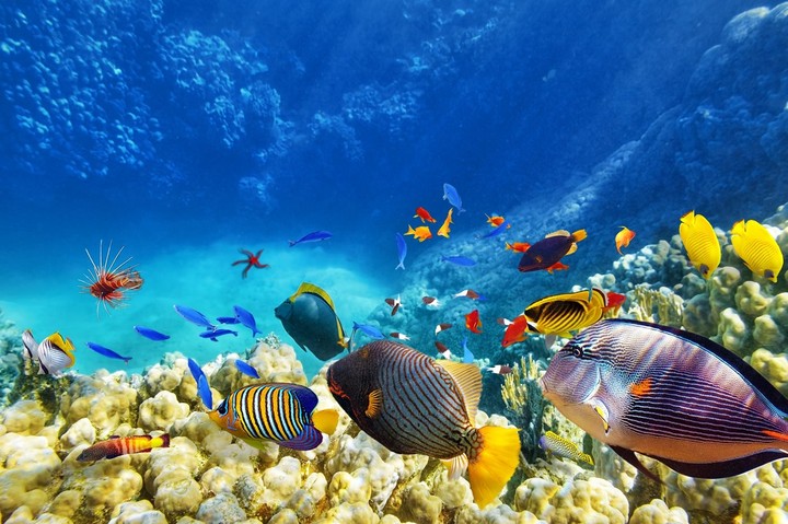 fish