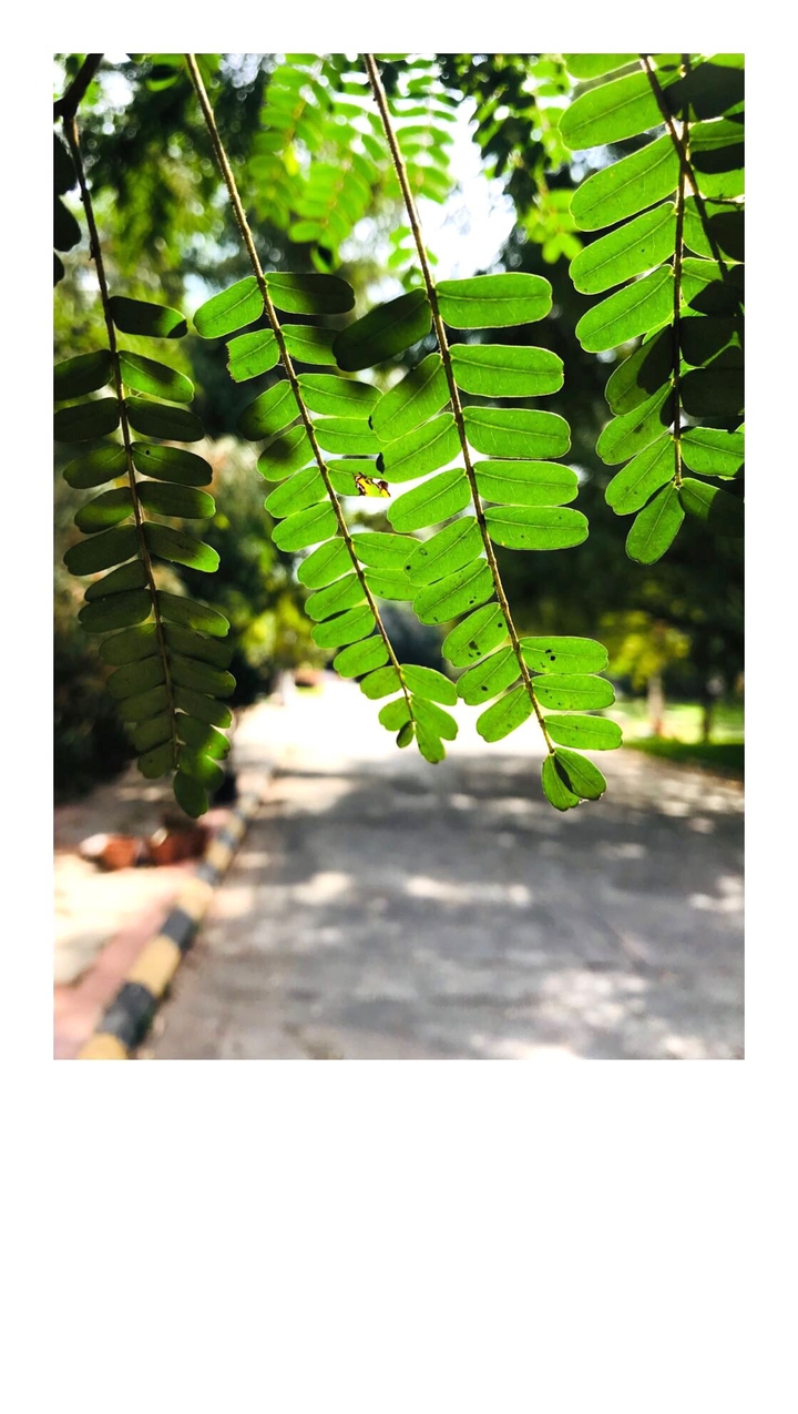 leaves