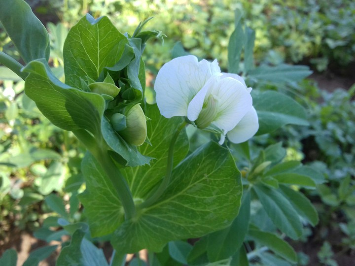 pea plant flower