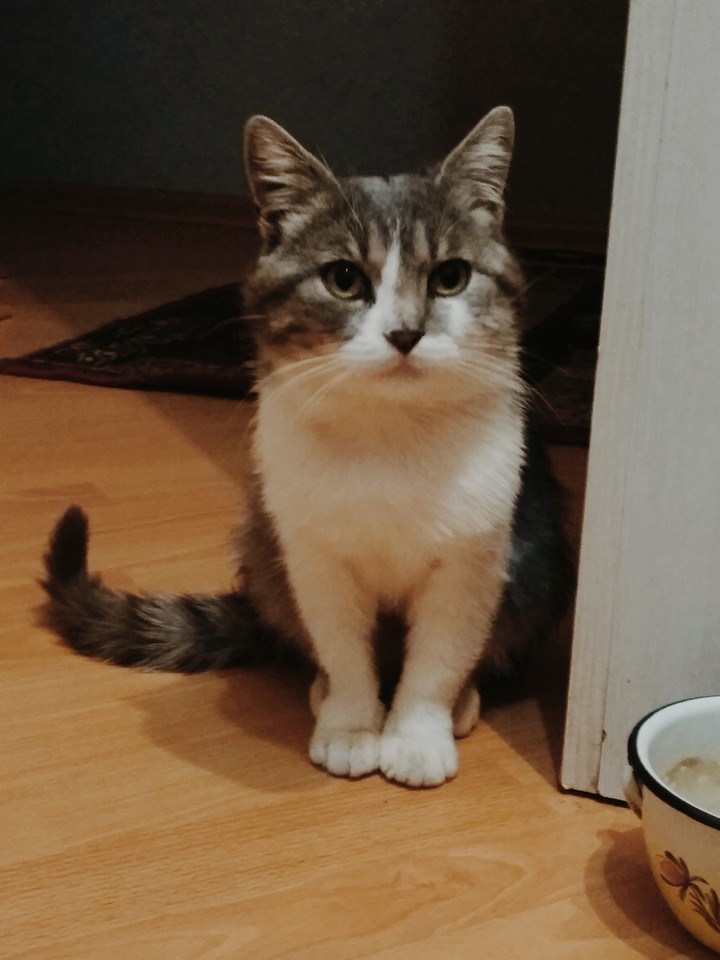 Beautiful cat