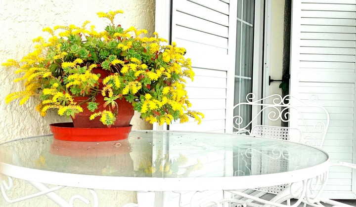 white and yellow