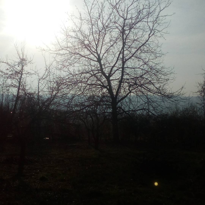 my tree