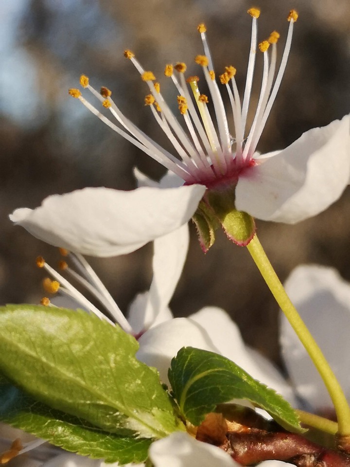 Blüte der wilden Pflaume