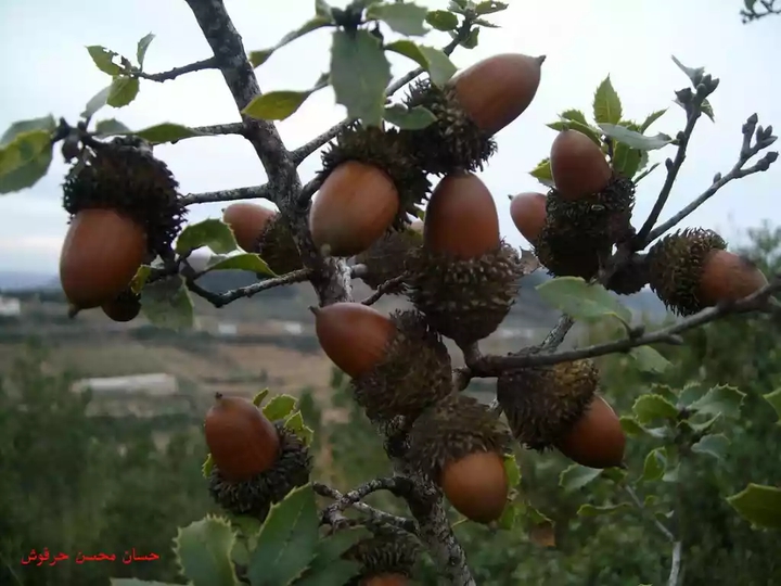 سنديان ( دوَّام )