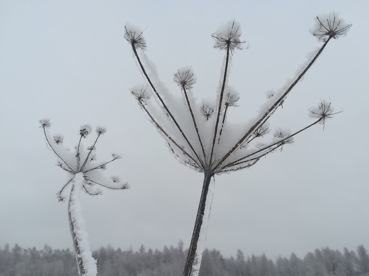Cold